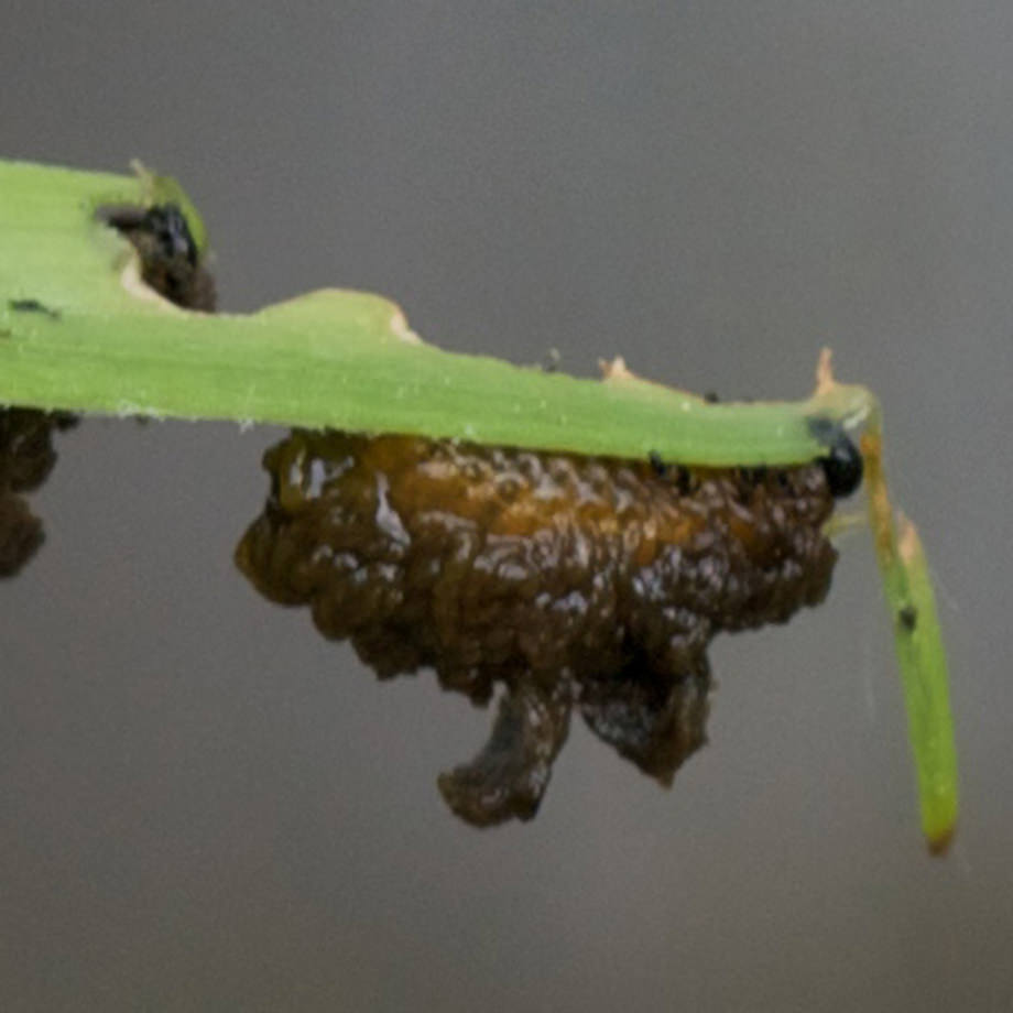 Lily Beetle Larvae